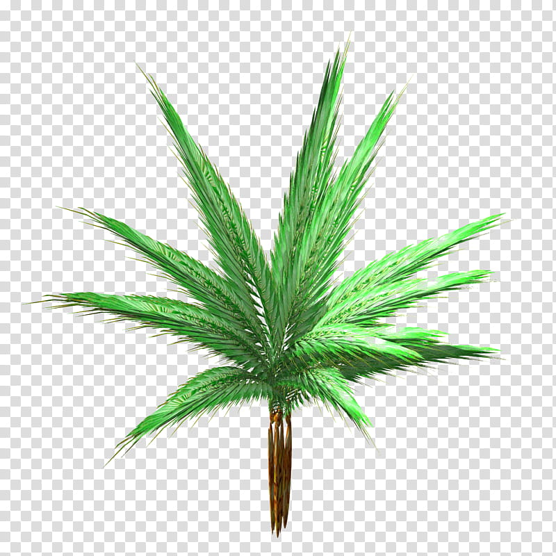 ShuiYe Nypa Fruiticans TIF, green sago palm plant transparent background PNG clipart