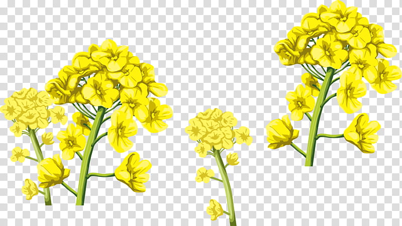 Flowers, Yellow, Rapeseed, Plant, Cowslip, Mustard Plant, Cut Flowers, Canola transparent background PNG clipart