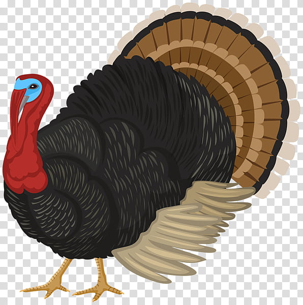 Turkey Thanksgiving, Turkey Meat, Wild Turkey, Domestic Turkey, Animation, Bird, Flightless Bird, Beak transparent background PNG clipart