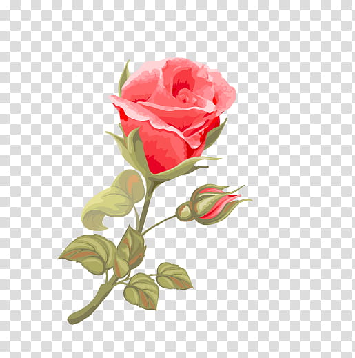 Pink Flowers, Beach Rose, Red, Gift, Color, White, Petal, Garden Roses transparent background PNG clipart