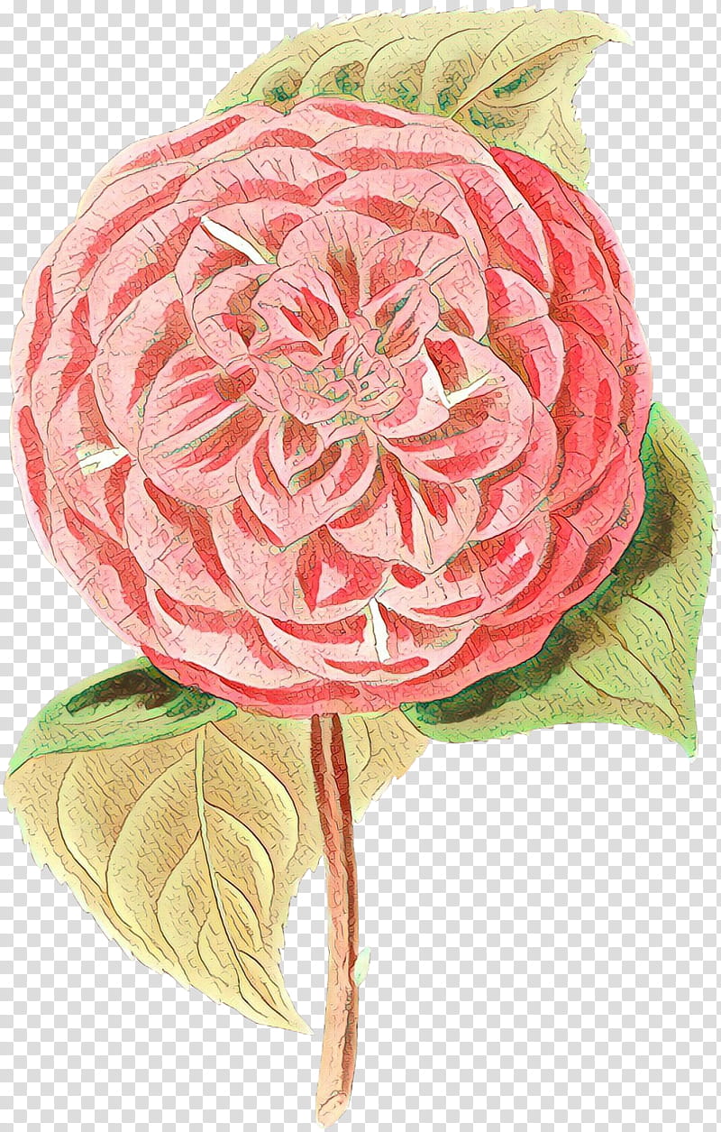 Pink Flower, Cartoon, Garden Roses, Cabbage Rose, Cut Flowers, Petal, Pink M, Plant transparent background PNG clipart