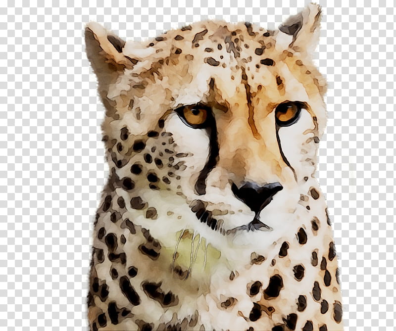 Cats, Cheetah, Jaguar, Whiskers, Fur, Snout, Animal, Wildlife transparent background PNG clipart