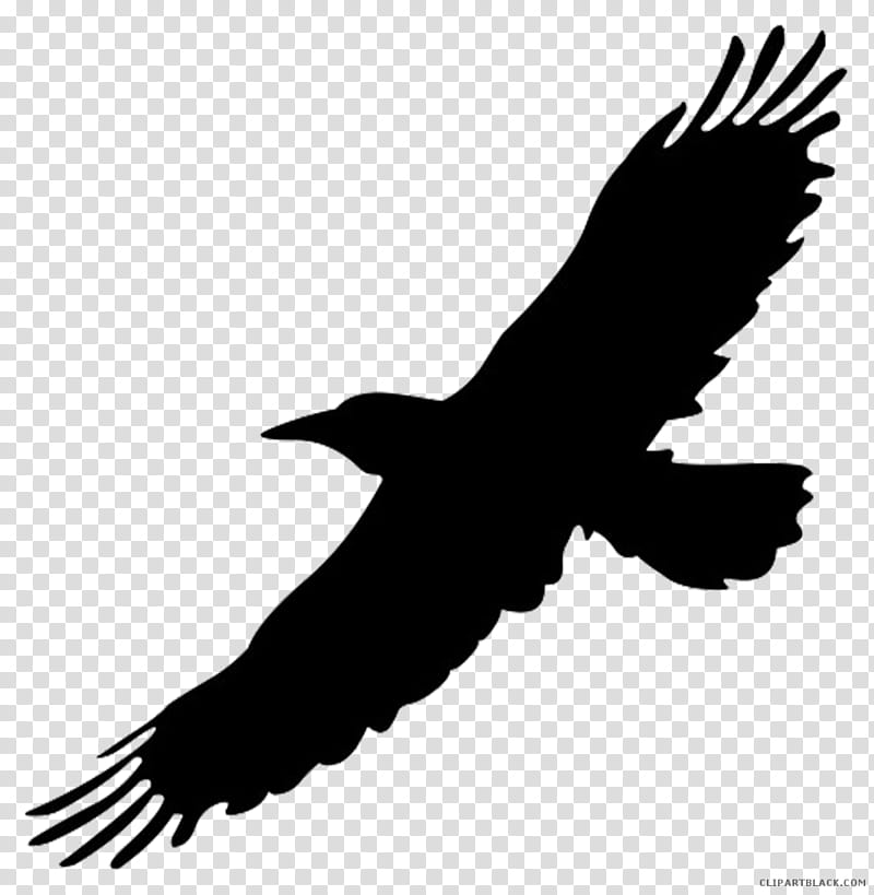 Eagle Bird, Crow, Silhouette, Drawing, Common Raven, Common Blackbird, House Crow, Hawk transparent background PNG clipart