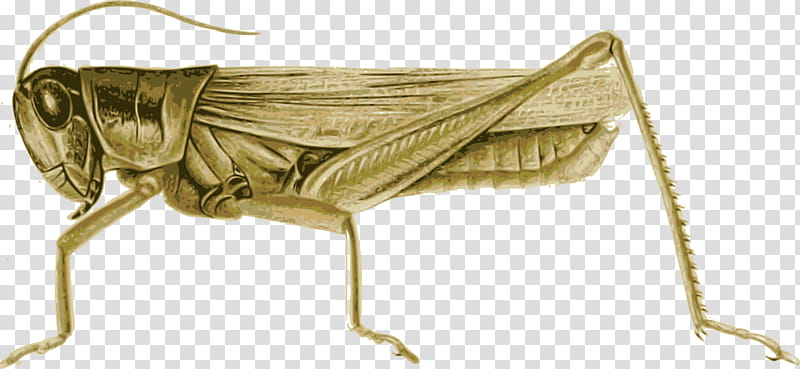 plague of locusts clipart