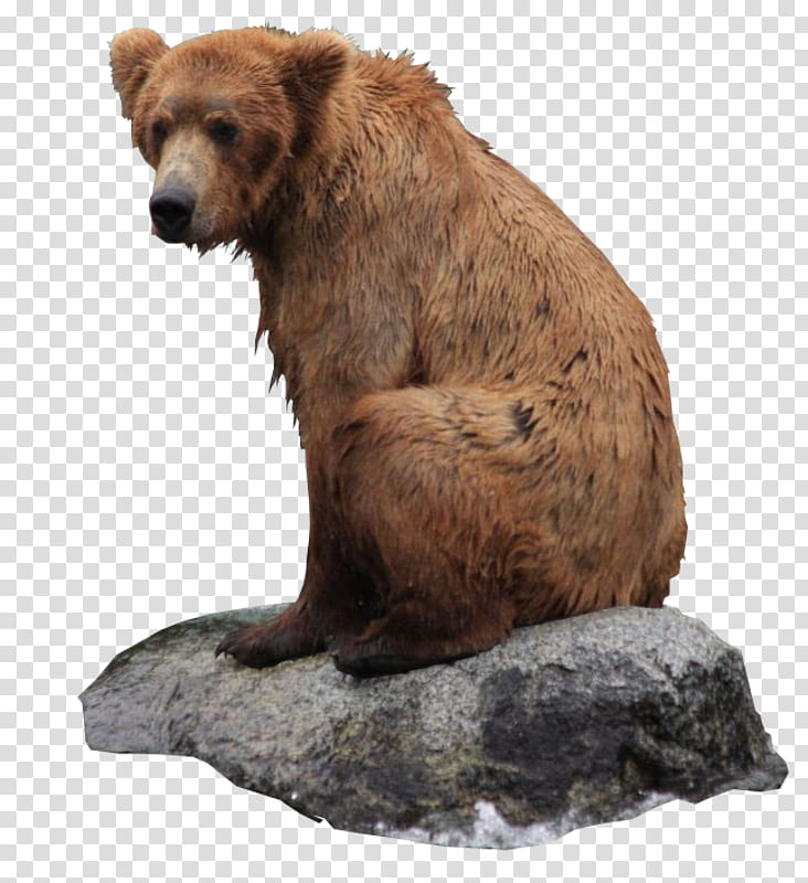 Polar Bear, Grizzly Bears, Drawing, Brown Bear, Kodiak Bear, Rock, Sculpture, Wildlife transparent background PNG clipart