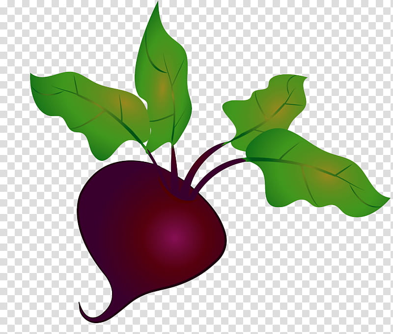 leaf radish plant flower tree, Fruit, Beetroot, Plant Stem transparent background PNG clipart