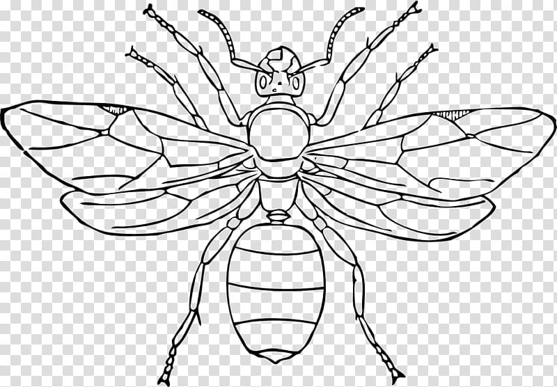 Book Black And White, Ant, Queen Ant, Line Art, Drawing, Insect, Coloring Book, Black Garden Ant transparent background PNG clipart