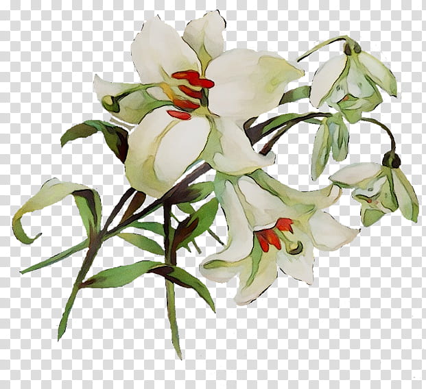 Easter Lily, Borders , Drawing, Lent Easter , Flower, Plant, Petal, Magnolia transparent background PNG clipart