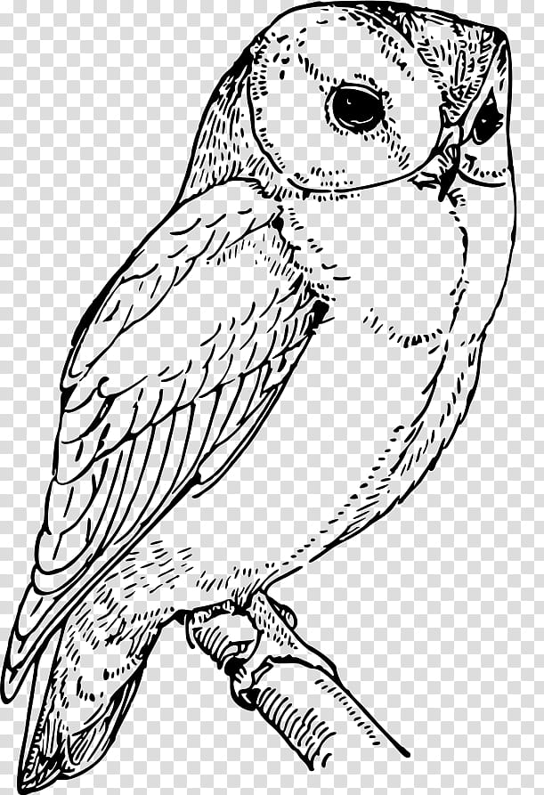 Bird Line Drawing, Owl, Line Art, Barn Owl, Coloring Book, Laughing Owl, Beak, Peregrine Falcon transparent background PNG clipart
