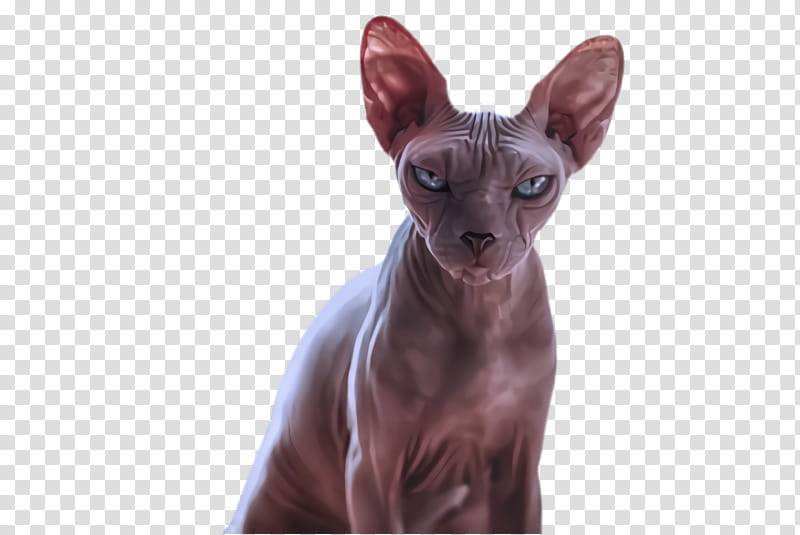 cat sphynx donskoy small to medium-sized cats peterbald, Small To Mediumsized Cats, Cornish Rex transparent background PNG clipart