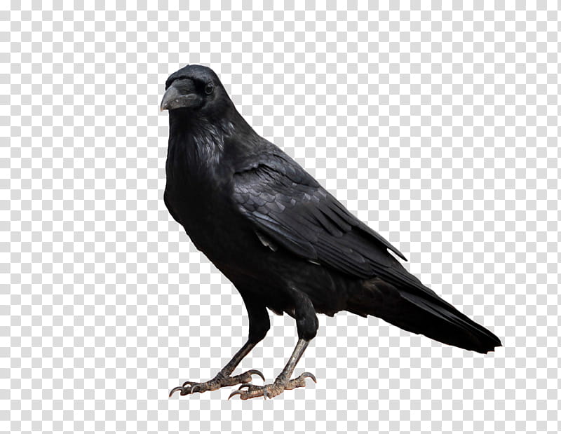 Crow on a background, black raven transparent background PNG clipart