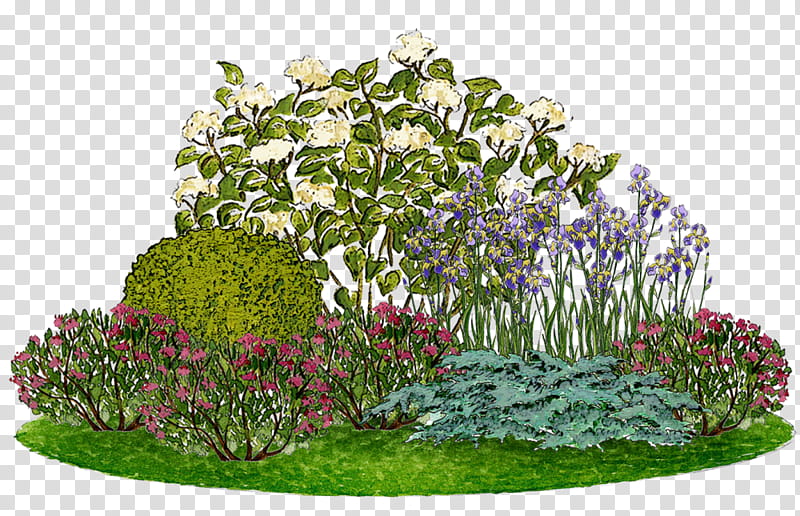 Floral Flower, Smooth Hydrangea, Flower Garden, Panicled Hydrangea, Ornamental Plant, Landscape Design, Cultivar, Parterre transparent background PNG clipart
