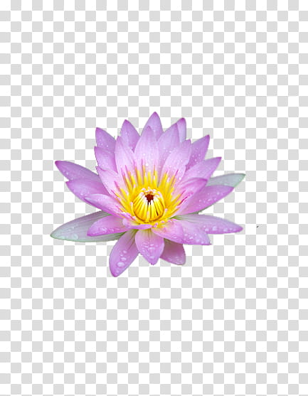 flower, pink and yellow lotus flower transparent background PNG clipart
