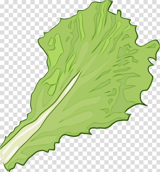 Green Leaf, Greens, Plant Stem, Tree, Plants, Lettuce, Plane, Leaf Vegetable transparent background PNG clipart
