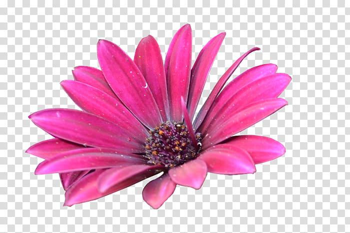 Flower , pink African daisy illustration transparent background PNG clipart