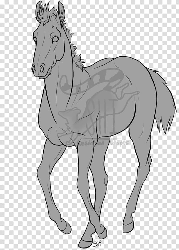 Yearling  Lines transparent background PNG clipart