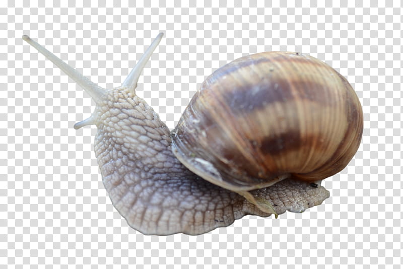 Snail, brown garden snail illustration transparent background PNG clipart