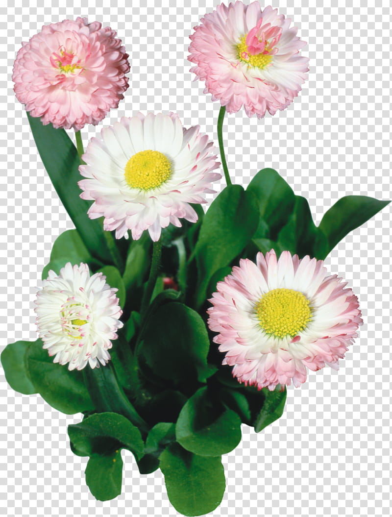Drawing Of Family, Common Daisy, Flower, Garden, Painting, Leucanthemum, Ornamental Plant, Cartoon transparent background PNG clipart