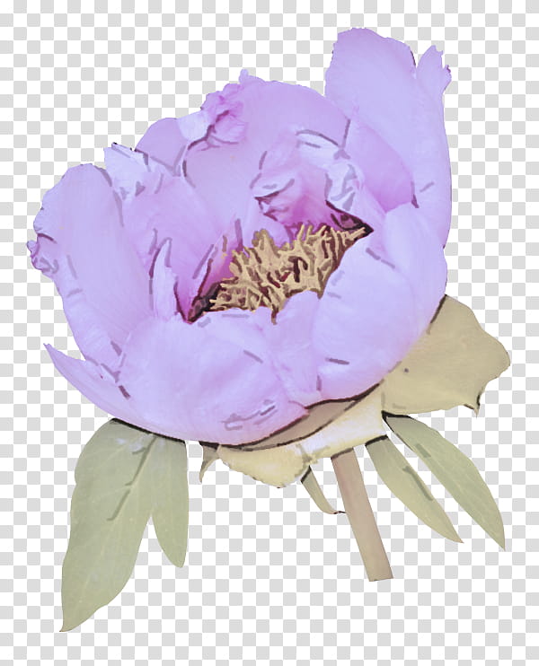 petal flower common peony peony pink, Purple, Plant, Flowering Plant, Violet, Chinese Peony transparent background PNG clipart