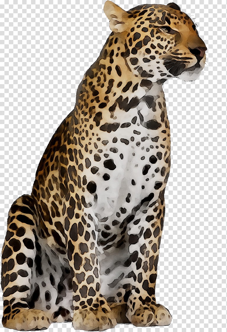 Cats, Jaguar, Cheetah, Tiger, African Leopard, Panthera, Animal Figure, Wildlife transparent background PNG clipart