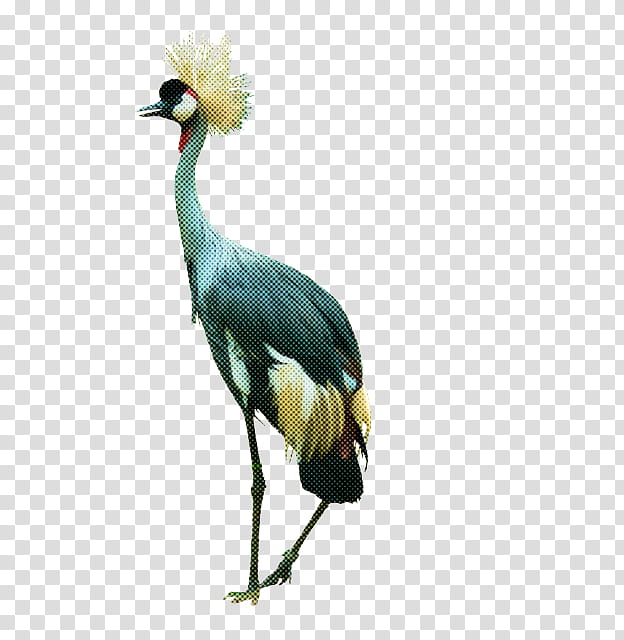 bird crane-like bird beak crane whooping crane, Cranelike Bird, Wildlife transparent background PNG clipart