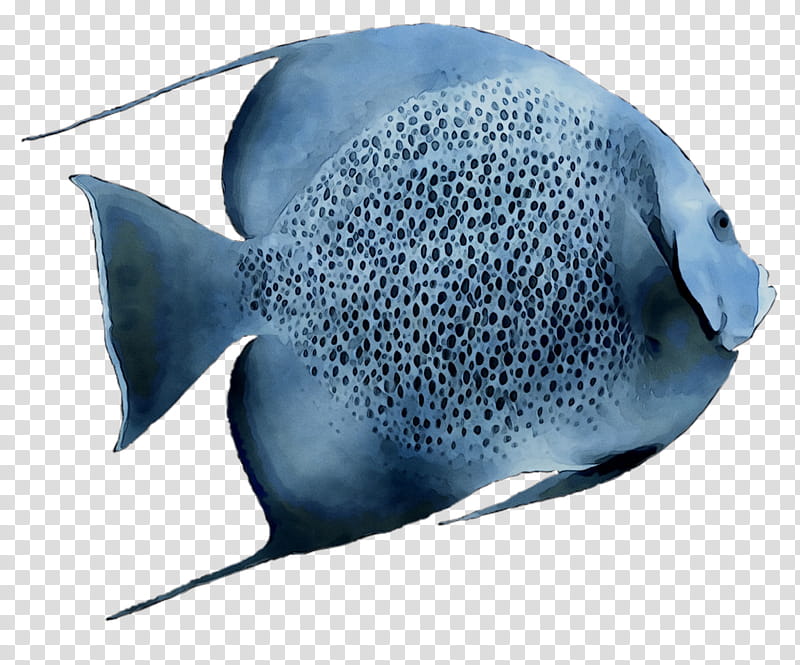 Fish, Electric Ray, Cobalt Blue, Biology, Electricity, Rays And Skates, Pomacanthidae, Stingray transparent background PNG clipart