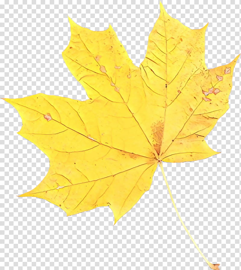 Family Tree, Maple Leaf, Plane Trees, Plane Tree Family, Black Maple, Yellow, Woody Plant, Deciduous transparent background PNG clipart