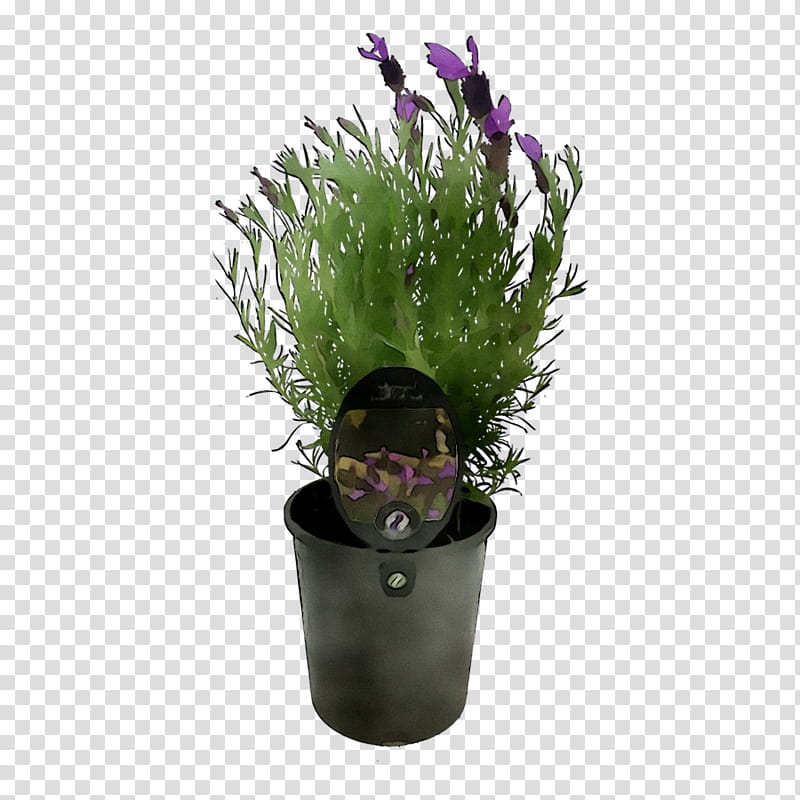 Flower Purple, Flowerpot, Houseplant, Herb, Grass, Florist Gayfeather, Aquarium Decor, Perennial Plant transparent background PNG clipart