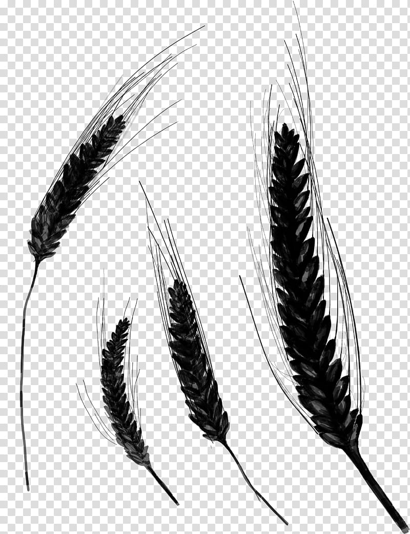 Writing, Black White M, Grasses, Feather, Quill, Grass Family, Eye, Writing Implement transparent background PNG clipart