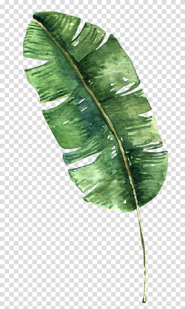 Banana Leaf, Plantain, Fruit, Email, Trade Catalogue, Flower, Plant Stem, Feather transparent background PNG clipart