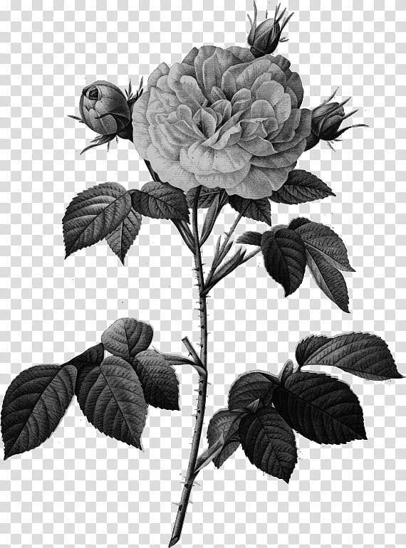 Black And White Flower, Garden Roses, Cabbage Rose, Damask Rose, Rosa Great Maidens Blush, Painting, Painter, Printing transparent background PNG clipart