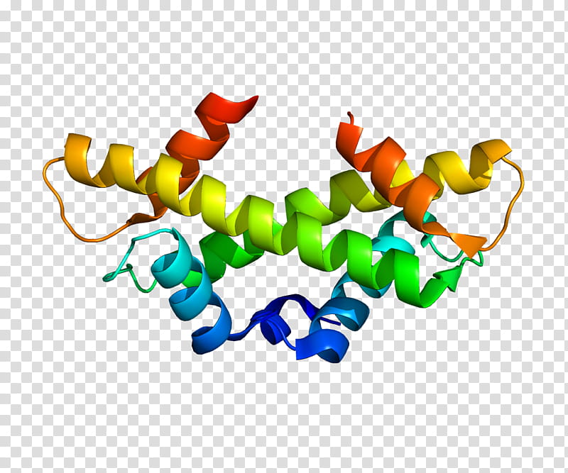 Cenpa Line, Centromere, Protein, Kinetochore, Mitosis, Chromosome, Histone, Histone H3 transparent background PNG clipart