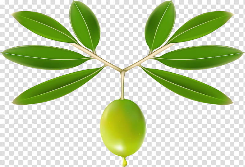 plant leaf flower tree olive, Woody Plant, Fruit, Plant Stem, Hypericum transparent background PNG clipart
