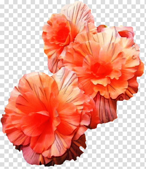 Pink Flower, Carnation, Cut Flowers, Rose, Rosemallows, Petal, Pink Flowers, Begonia transparent background PNG clipart