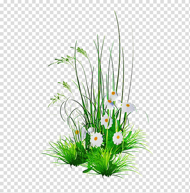 grass plant aquarium decor flower flowerpot, Grass Family, Chives, Flowering Plant, Houseplant transparent background PNG clipart