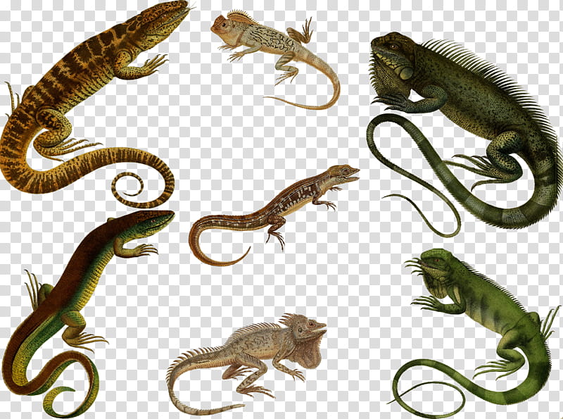 Reptiles , green and brown lizards transparent background PNG clipart