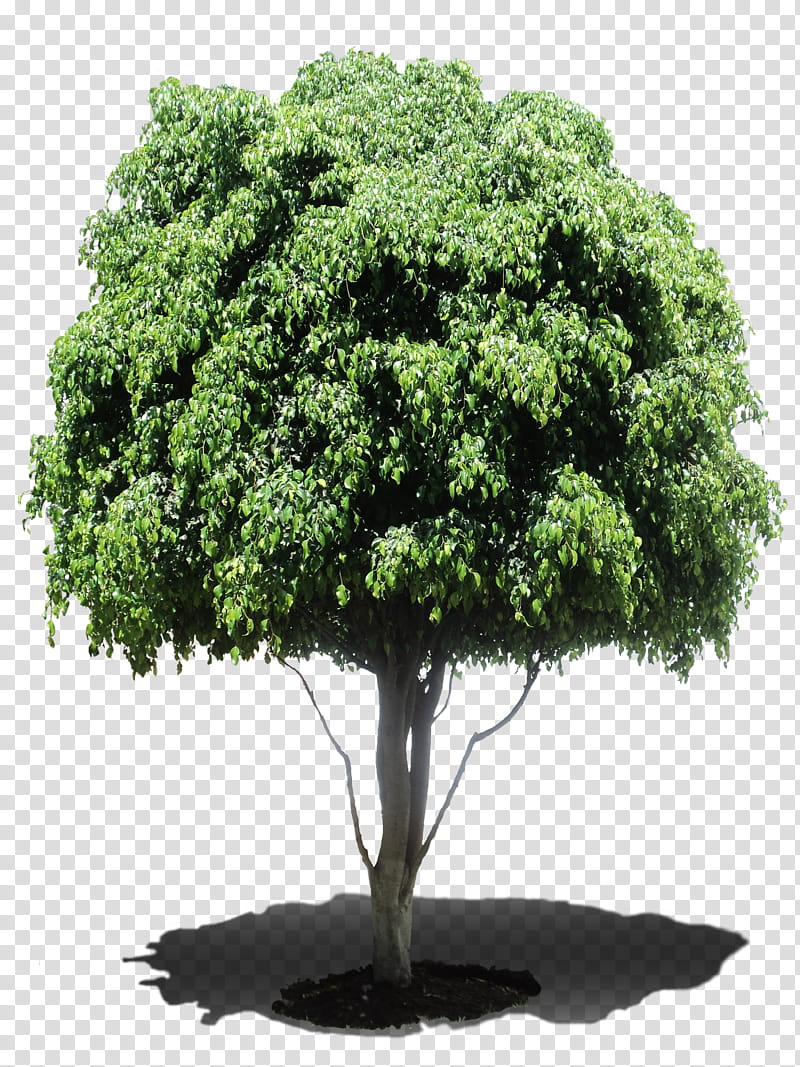 Tree Ficus benjamina, green leafed tree illustration transparent background PNG clipart