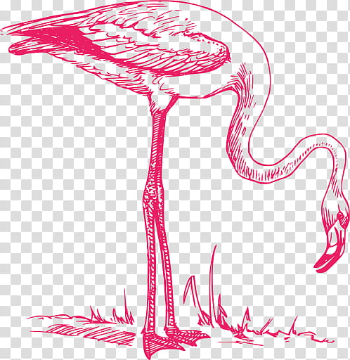 Bird Line Drawing, Flamingo, Line Art, Greater Flamingo, Pink, Water Bird, Stork, Ciconiiformes transparent background PNG clipart