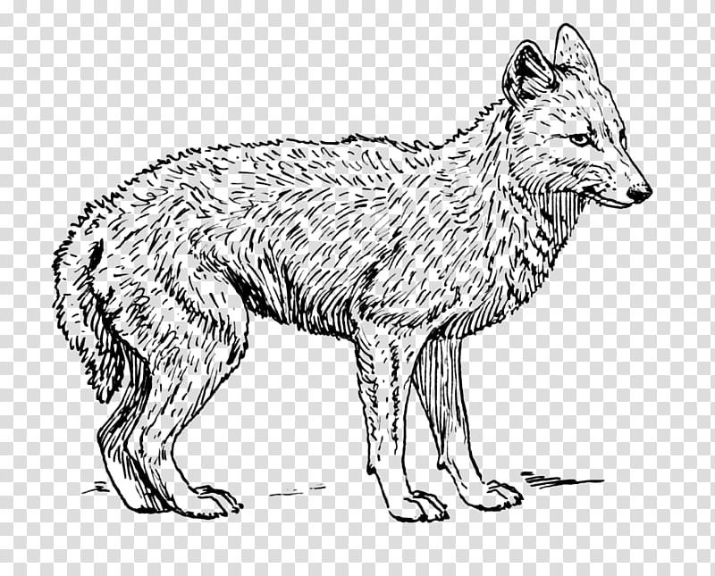 Fox Drawing, Wolf, Coyote, RED Fox, Jackal, Aullido, Blackbacked Jackal ...