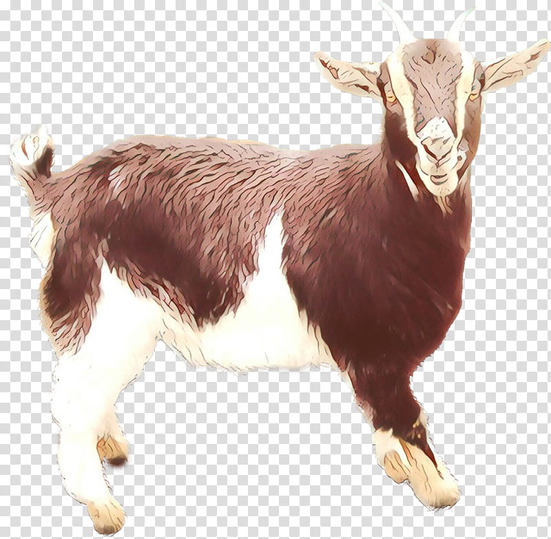 Goat, Feral Goat, Cattle, Animal, Goats, Goatantelope, Live, Cowgoat ...
