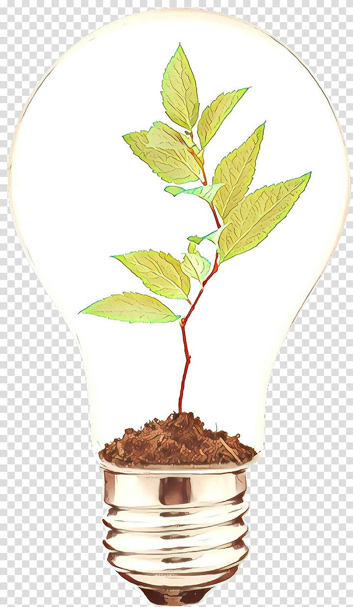 plant leaf tree flower flowerpot, Woody Plant, Houseplant, Plant Stem, Beech transparent background PNG clipart