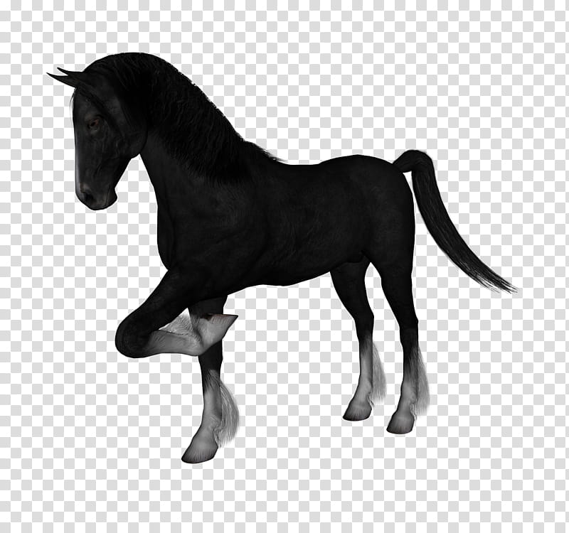 D Horses , black horse transparent background PNG clipart