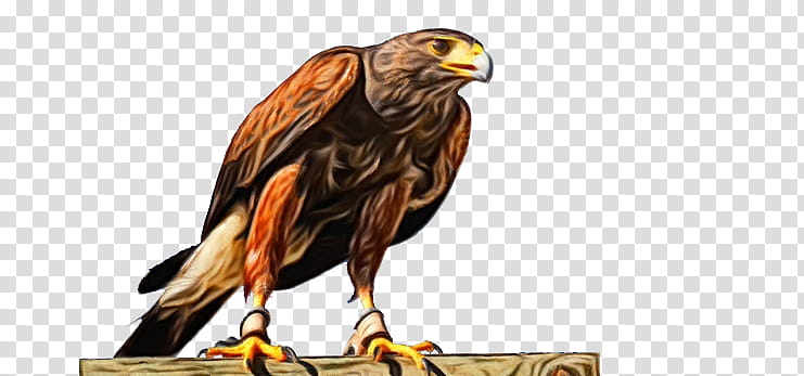 bird bird of prey golden eagle hawk eagle, Watercolor, Paint, Wet Ink, Accipitridae, Beak, Falcon transparent background PNG clipart