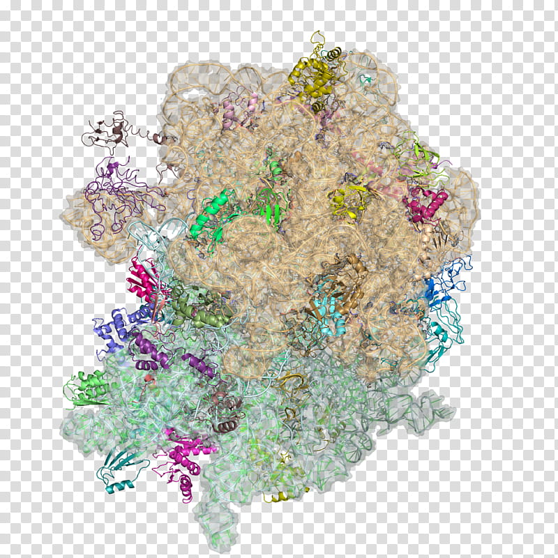 Flowers, Ribosome, Thermus Thermophilus, Deinococcus Radiodurans, Nobel Prize In Chemistry, Protein, Cell, Nucleic Acid Structure transparent background PNG clipart