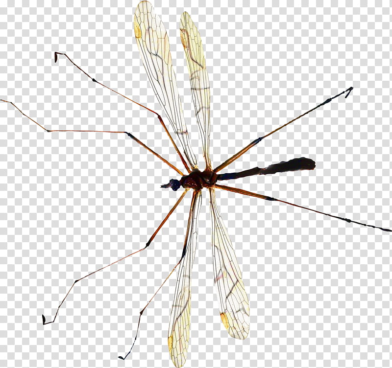 Spider, Mosquito, Insect, Pest, Cockroach, Ant, Fly, Woodworm transparent background PNG clipart