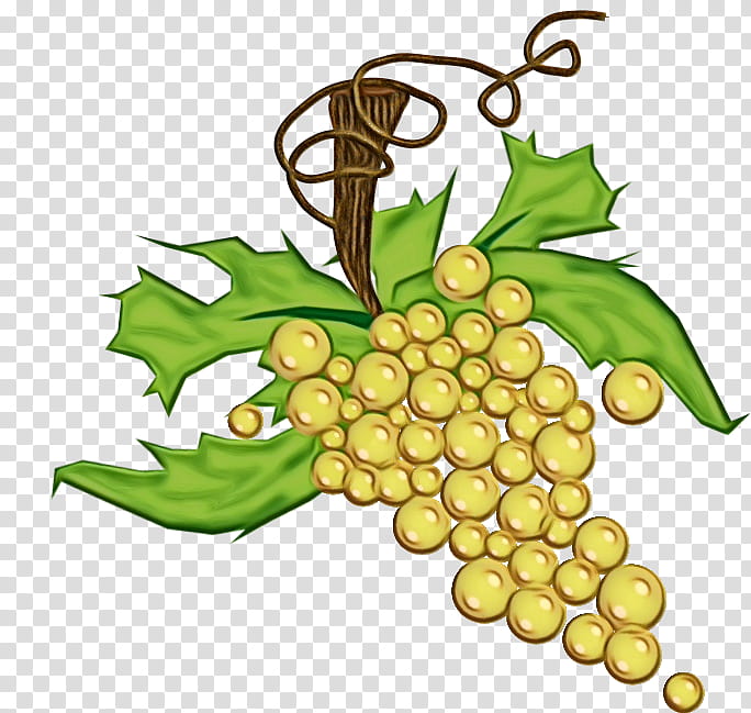 grape grapevine family leaf grape leaves plant, Watercolor, Paint, Wet Ink, Vitis, Fruit, Tree, Flower transparent background PNG clipart