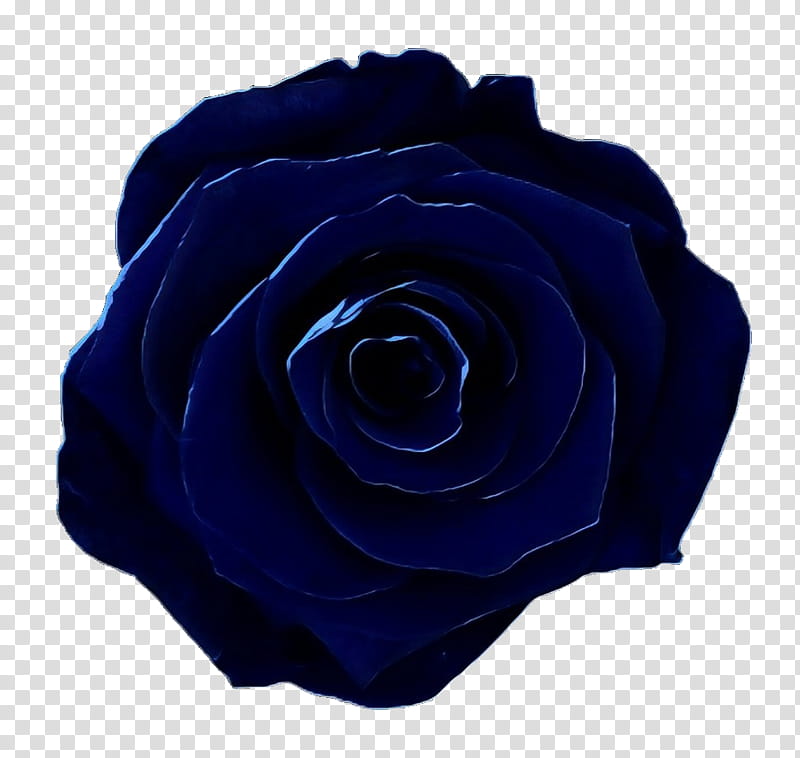Flowers, Garden Roses, Blue Rose, Floribunda, Cut Flowers, Petal, Cobalt Blue, Rose Family transparent background PNG clipart