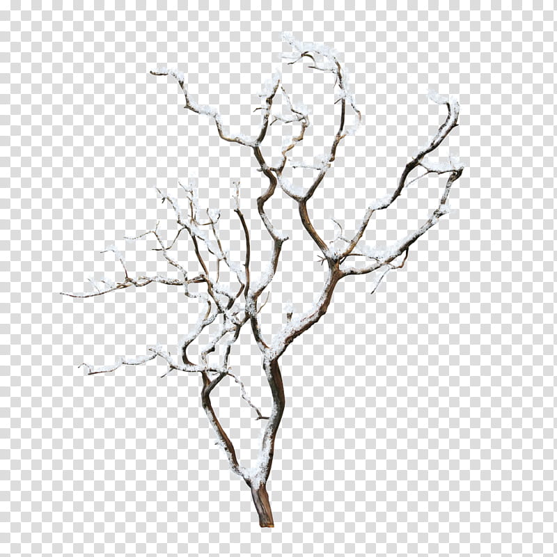 Christmas Tree Line Drawing, Branch, Trunk, Birch, , Winter
, PicsArt Studio, Tree Stump transparent background PNG clipart