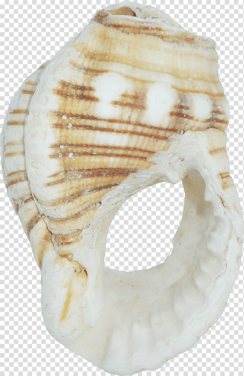 Color, Seashell, Computer Software, Mollusc Shell, Marine, Shankha, Conch transparent background PNG clipart
