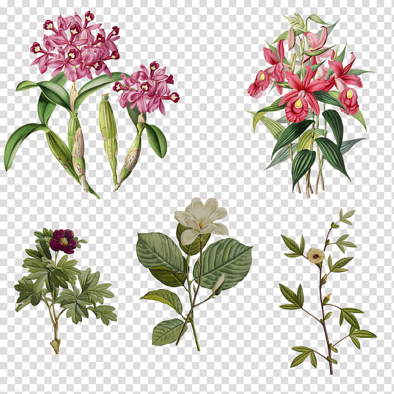 Variety of  Flowers , purple and red flowers illustration transparent background PNG clipart
